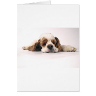 Slapend Rood/Wit Cocker Spaniel