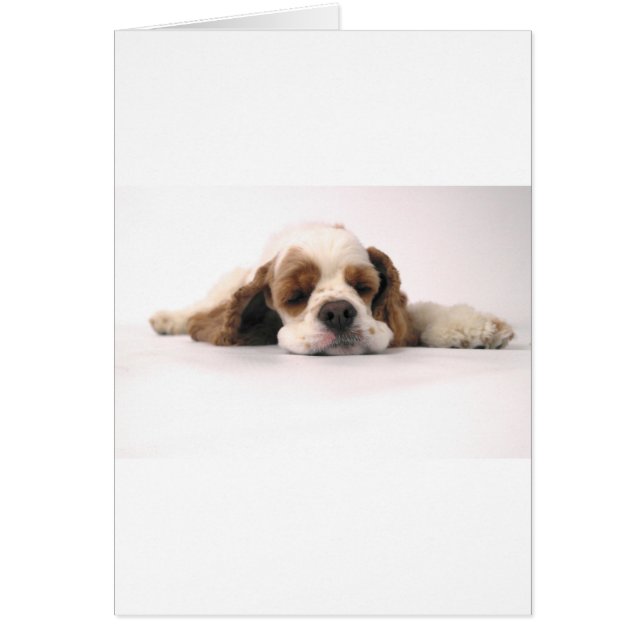 Slapend Rood/Wit Cocker Spaniel (Voorkant)