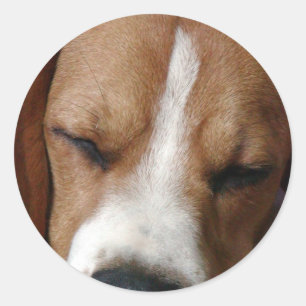 Slapende Beagle Sticker
