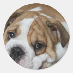 Slapende Bulldog Stickers