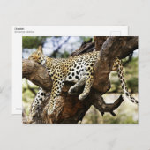 Slapende Cheetah Briefkaart (Voorkant / Achterkant)