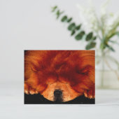 Slapende Chow Chow PCM Briefkaart (Staand voorkant)