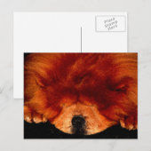 Slapende Chow Chow PCM Briefkaart (Voorkant / Achterkant)