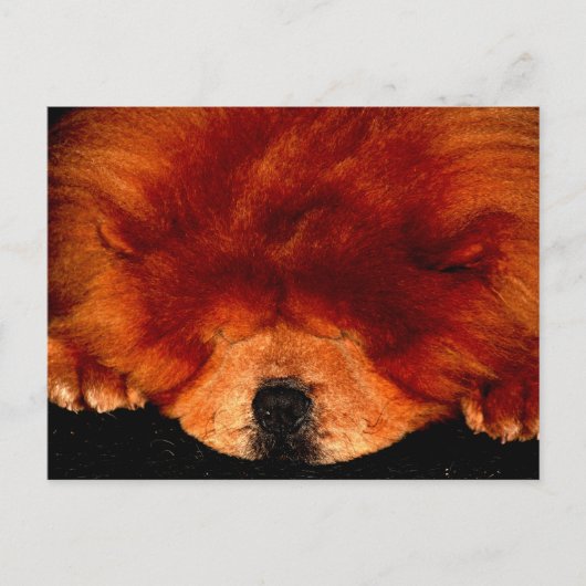 Slapende Chow Chow PCM Briefkaart (Voorkant)