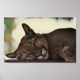 Slapende cougar-printer poster