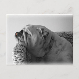 Slapende hond briefkaart