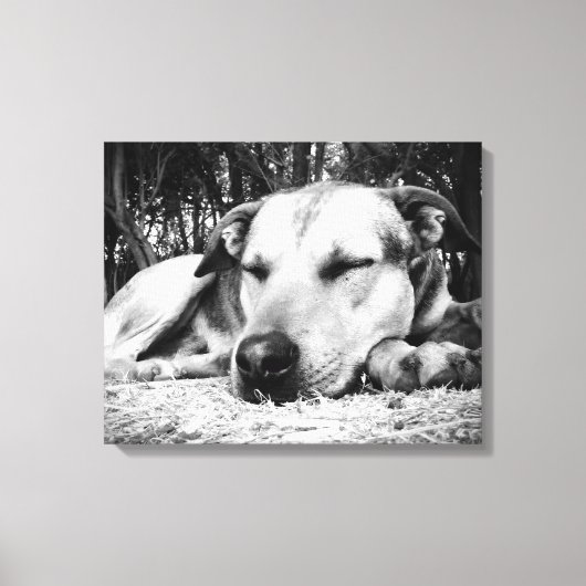 Slapende hond canvas afdruk (Voorkant)