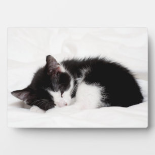 Slapende kitten fotoplaat