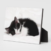 Slapende kitten fotoplaat (Zijkant)