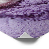 Slapende kittens poster (Hoek)