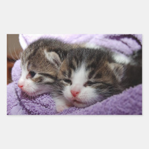 Slapende kittens rechthoekige sticker
