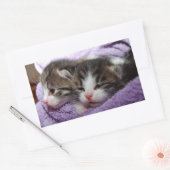 Slapende kittens rechthoekige sticker (Envelop)