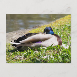 Slapende Mallard Briefkaart