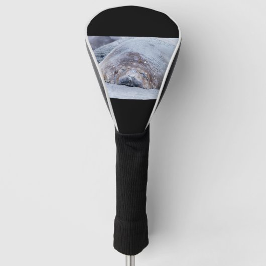 Slapende olifantenzegel golfheadcover (Voorkant)