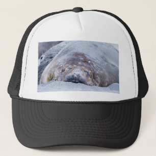 Slapende olifantenzegel trucker pet
