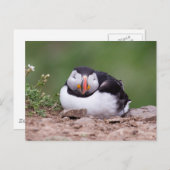 Slapende Puffin Briefkaart (Voorkant / Achterkant)