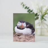 Slapende Puffin Briefkaart (Staand voorkant)