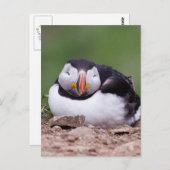 Slapende Puffin Briefkaart (Voorkant / Achterkant)