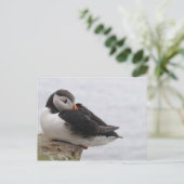 Slapende Puffin Briefkaart (Staand voorkant)