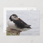 Slapende Puffin Briefkaart (Voorkant / Achterkant)