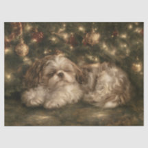Slapende Shih Tzu