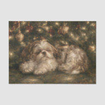 Slapende Shih Tzu