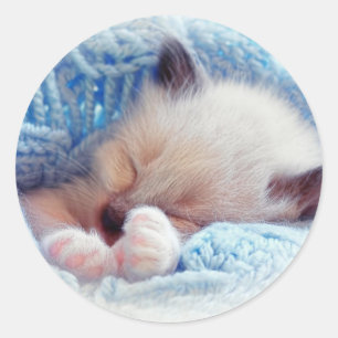 Slapende Siamese Kitten Paws Ronde Sticker