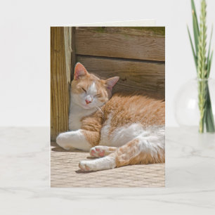 slapende tabby kat voor verjaardag kaart
