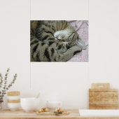 Slapende Tijgerkat Poster (Keuken)