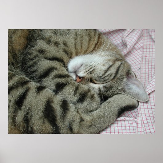 Slapende Tijgerkat Poster (Voorkant)