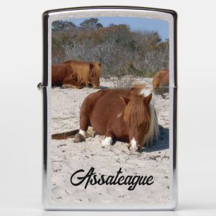 Slapende Wilde Poneys in Assateague National Park