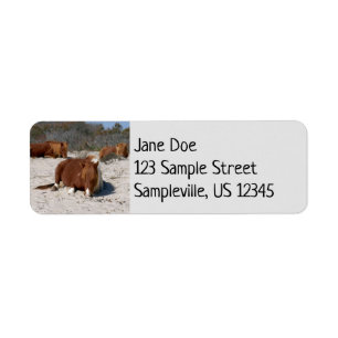 Slapende Wilde Poneys in Assateague National Park Etiket