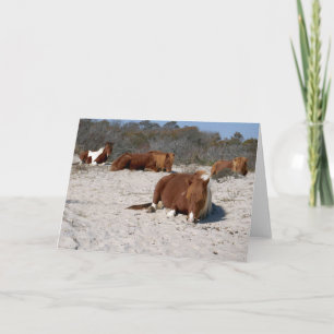 Slapende Wilde Poneys in Assateague National Park Kaart