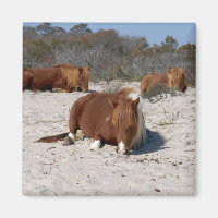 Slapende Wilde Poneys in Assateague National Park
