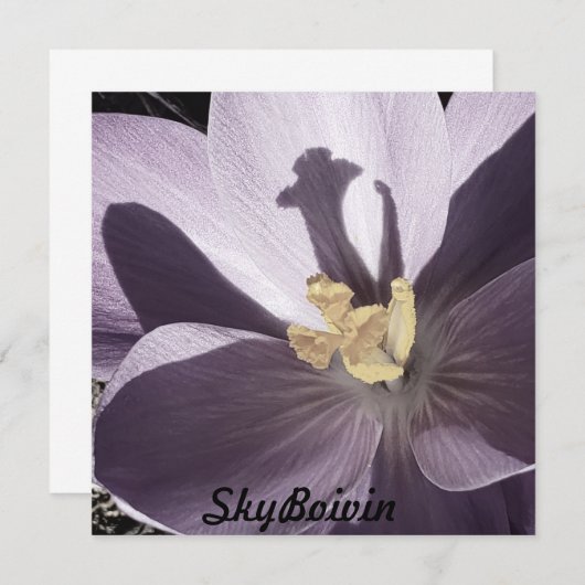 Slaperig Crocus-Poster (Voorkant / Achterkant)
