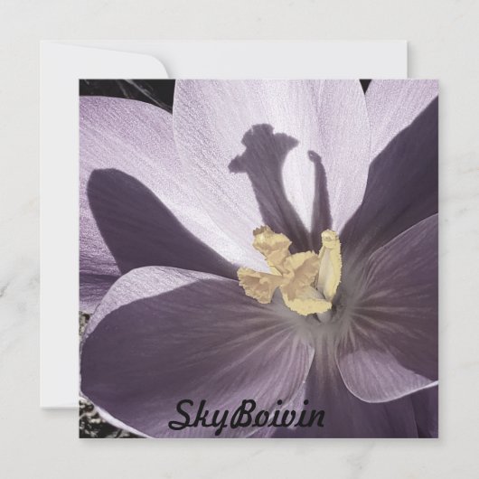 Slaperig Crocus-Poster (Voorkant)