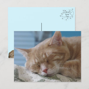 Slaperig Kat Taz - Kat Briefkaart