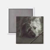 Slaperige cairn terrier magneet (Voorkant / Achterkant)