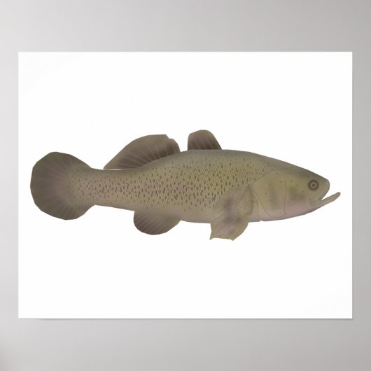 slaperige kabeljauw poster (Voorkant)
