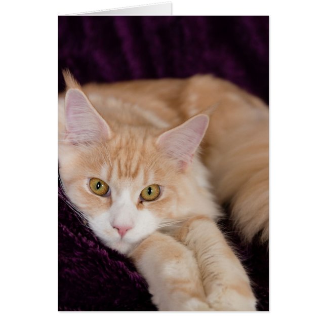 Slaperige kat (Voorkant)