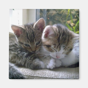 Slaperige Kittens Magneet