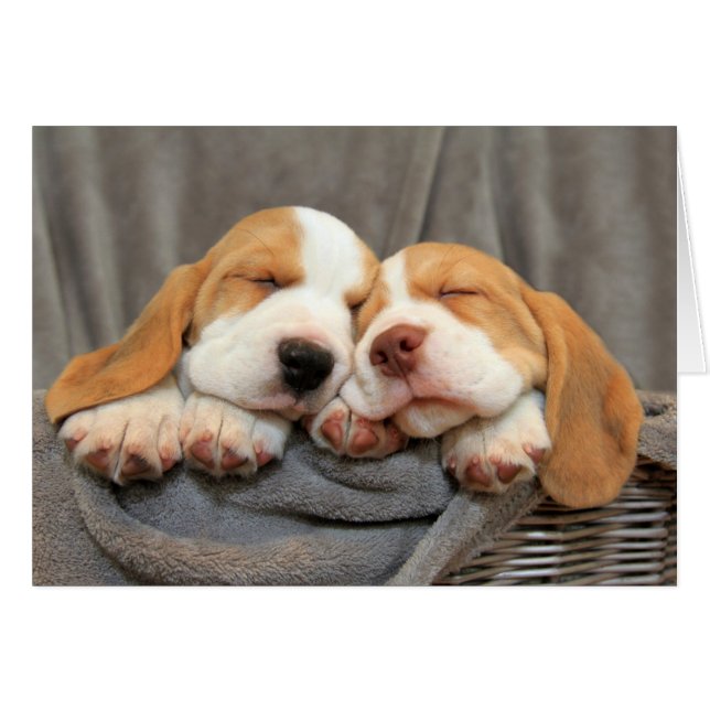 Slaperige Puppies (Voorkant Horizontaal)