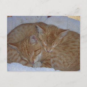 Slaperige rode kittens bij elkaar briefkaart