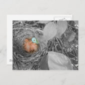 Slapin Robins briefkaart 2 (Voorkant / Achterkant)