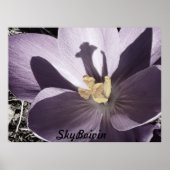 slapy Crocus Poster (Voorkant)