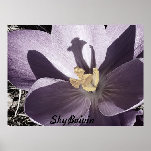 slapy Crocus Poster (Voorkant)