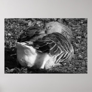 Slapy Graylag Goose (zwart en wit) Poster