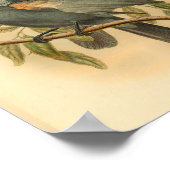 Slate Grey Cuckoo Shrike Bird  Print (Hoek)