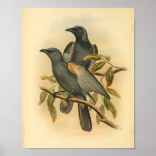 Slate Grey Cuckoo Shrike Bird  Print
