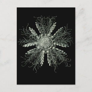 Slate Pencil Urchin Briefkaart